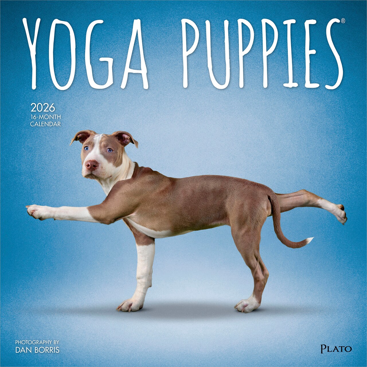Yoga Puppies OFFICIAL | 2026 12 x 24 Inch (Hanging) Monthly Square Wall Calendar